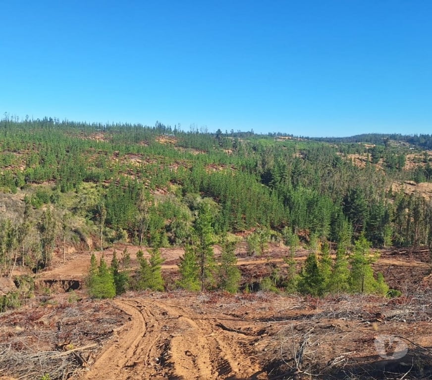 Parcelas en Venta Cardenal Caro Paredones - Fotos de Terreno Cercano a Paredones
