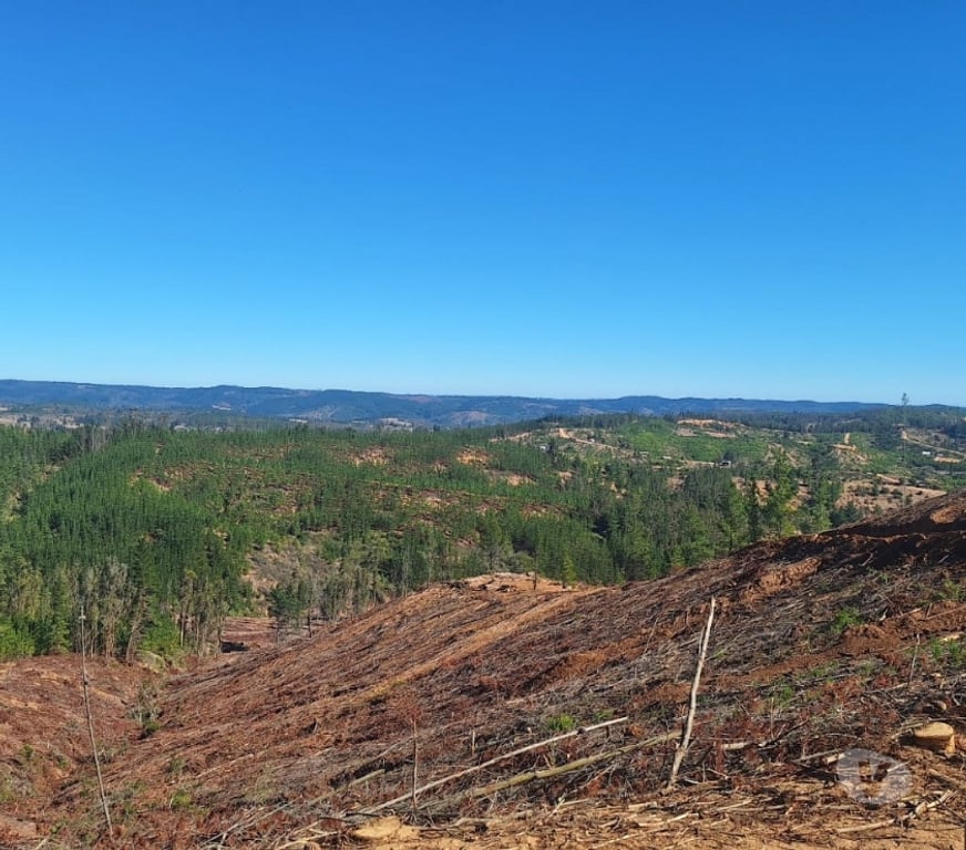 Parcelas en Venta Cardenal Caro Paredones - Fotos de Terreno Cercano a Paredones