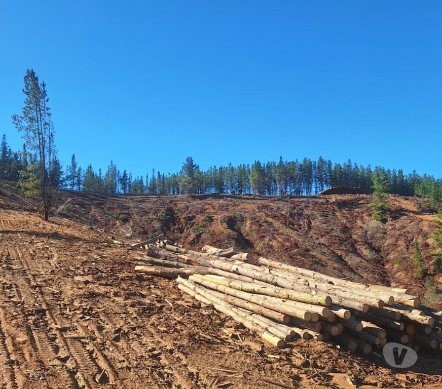 Parcelas en Venta Cardenal Caro Paredones - Fotos de Terreno Cercano a Paredones