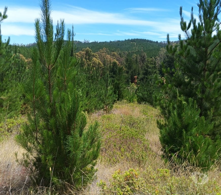Parcelas en Venta Cardenal Caro Paredones - Fotos de Terreno Paredones