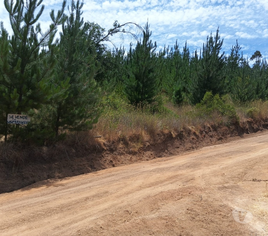 Parcelas en Venta Cardenal Caro Paredones - Fotos de Terreno Paredones