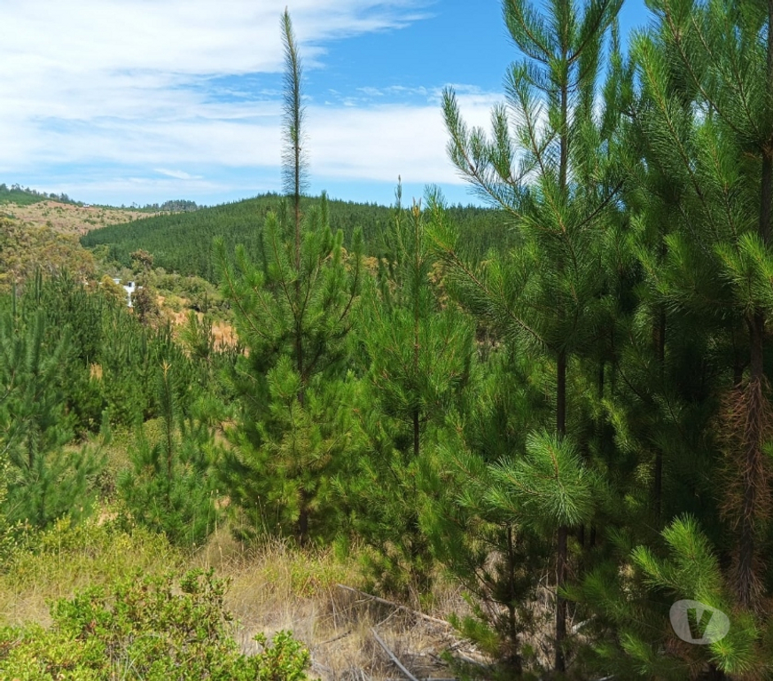 Parcelas en Venta Cardenal Caro Paredones - Fotos de Terreno Paredones