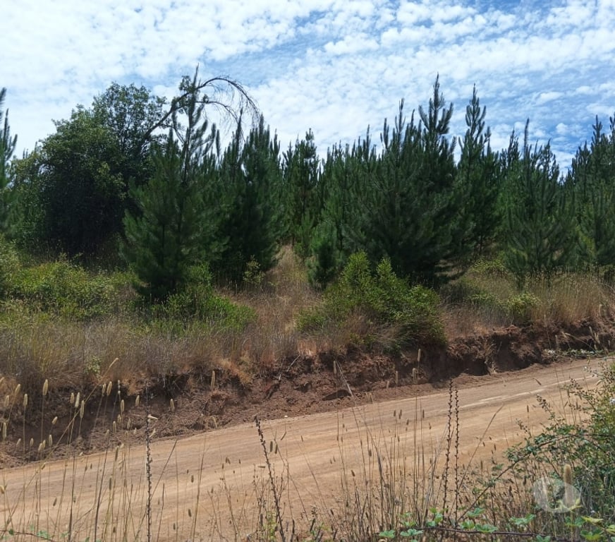 Parcelas en Venta Cardenal Caro Paredones - Fotos de Terreno Paredones