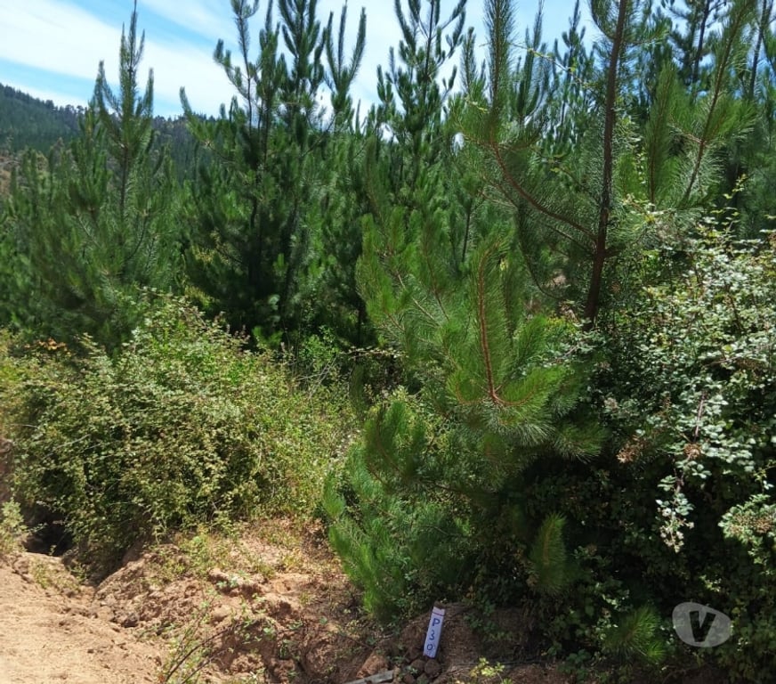 Parcelas en Venta Cardenal Caro Paredones - Fotos de Terreno Paredones
