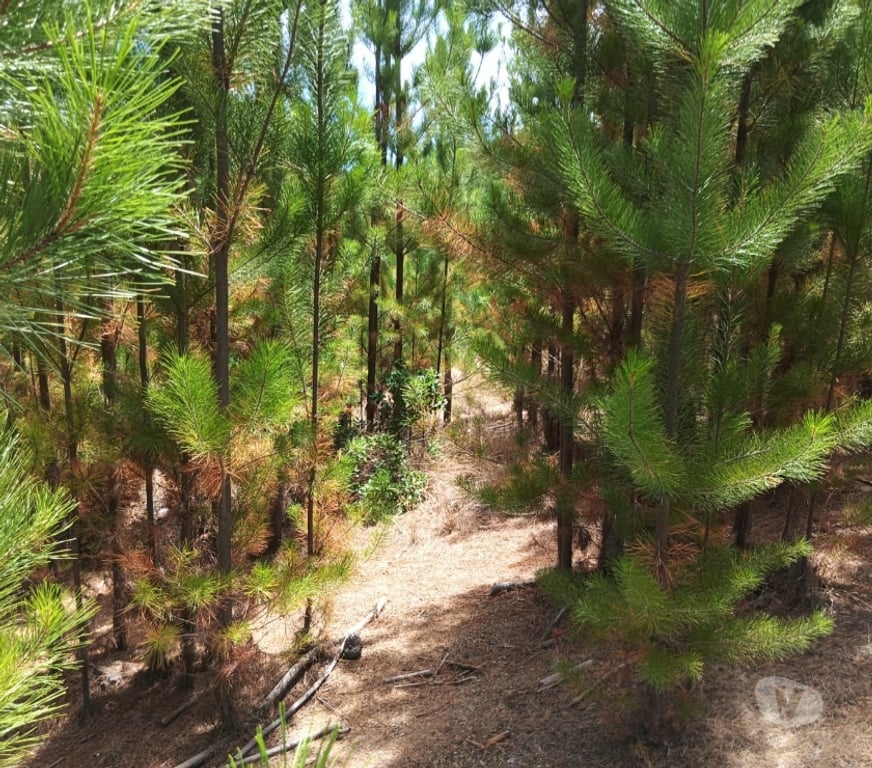 Parcelas en Venta Cardenal Caro Paredones - Fotos de Terreno Paredones
