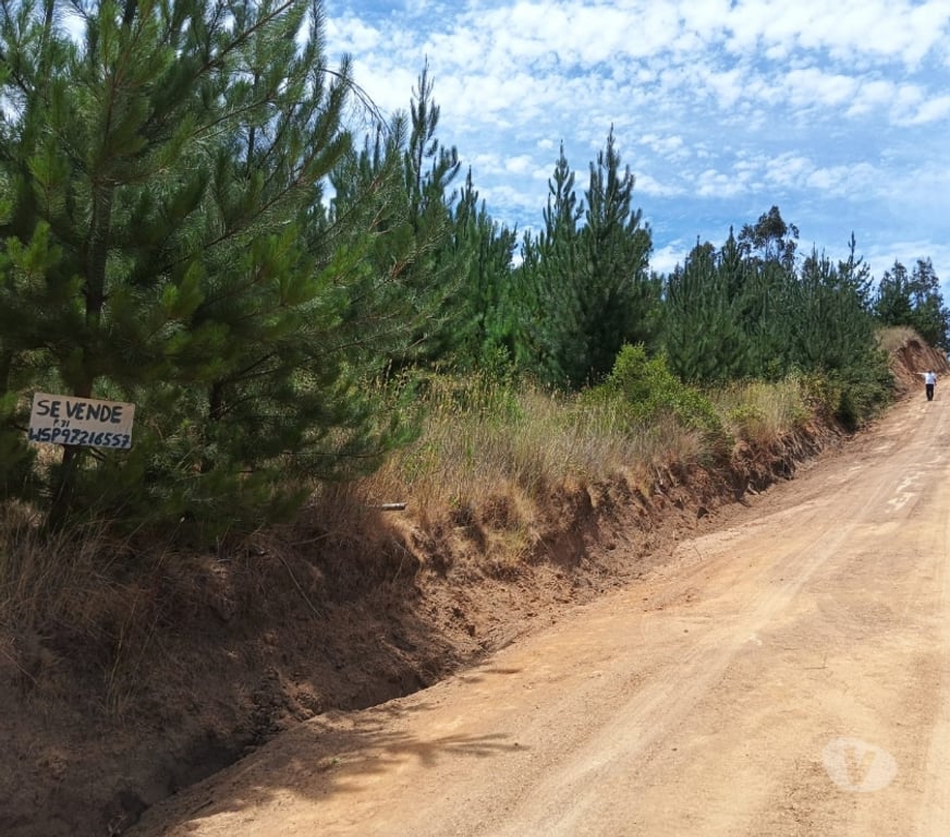 Parcelas en Venta Cardenal Caro Paredones - Fotos de Terreno Paredones