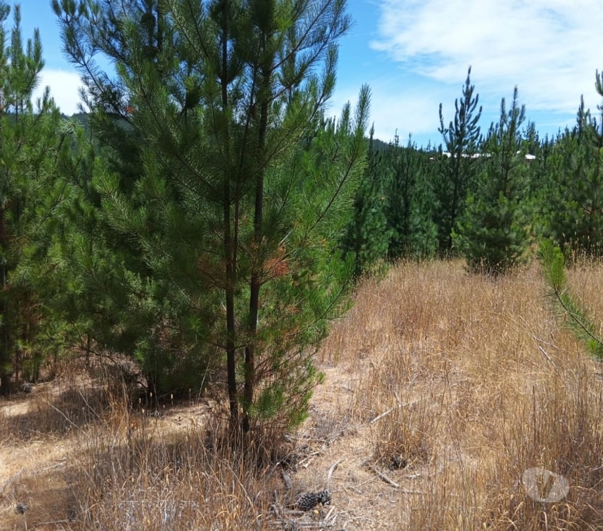 Parcelas en Venta Cardenal Caro Paredones - Fotos de Terreno Paredones