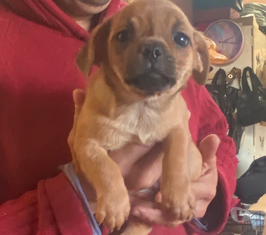 Adopción ed Animales Valparaíso Viña del Mar - Fotos de Se dan en adopción dos hembritas raza pequeña mezcla