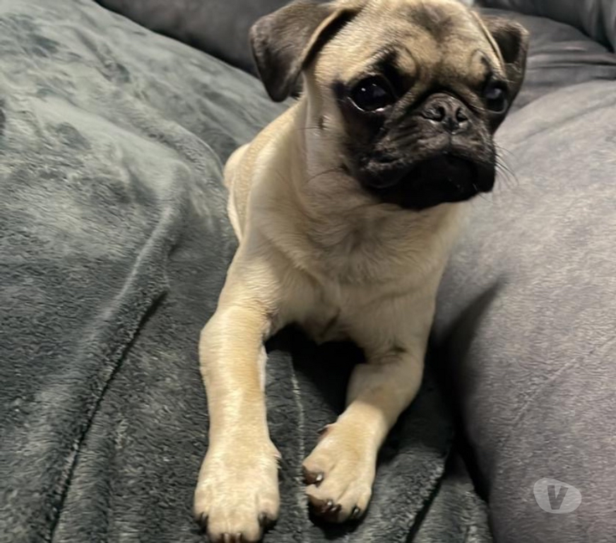 Adopción ed Animales Valparaíso Viña del Mar - Fotos de Se dan en adopción dos hembritas raza pequeña mezcla