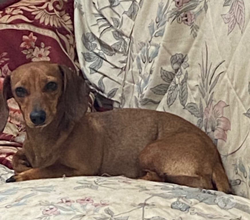 Adopción ed Animales Valparaíso Viña del Mar - Fotos de Se dan en adopción dos hembritas raza pequeña mezcla