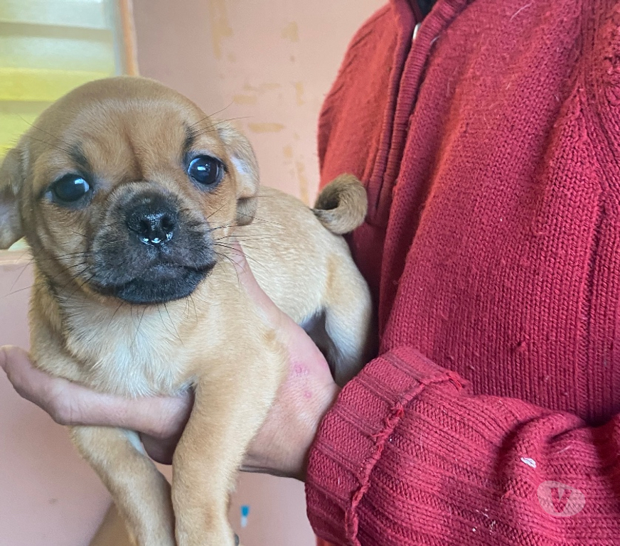 Adopción ed Animales Valparaíso Viña del Mar - Fotos de Se dan en adopción dos hembritas raza pequeña mezcla