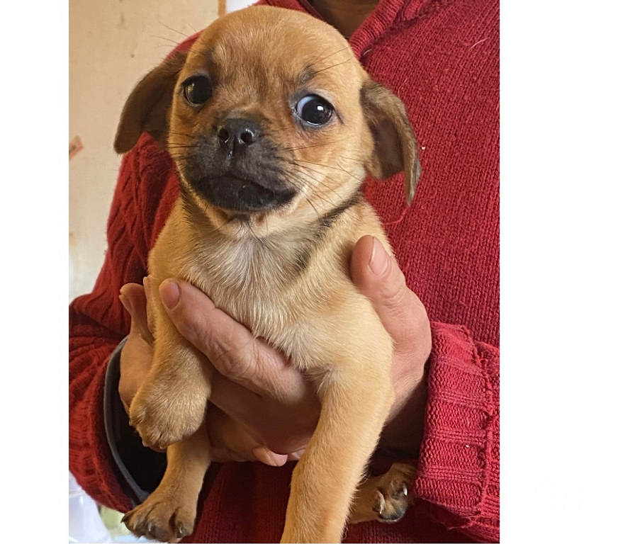 Adopción ed Animales Valparaíso Viña del Mar - Fotos de Se dan en adopción dos hembritas raza pequeña mezcla