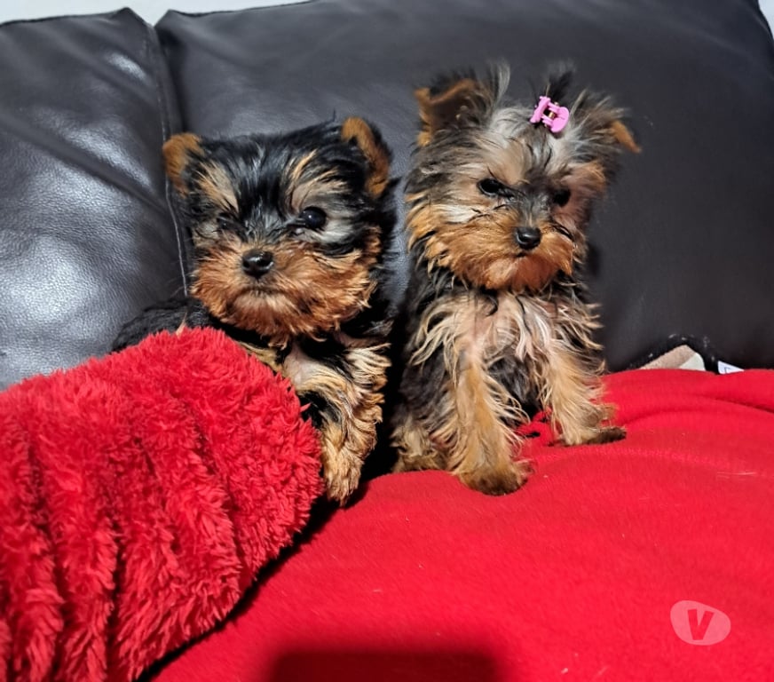 Gatos en Venta Maipo Buin - Fotos de Yorkshire Hembra minitoy