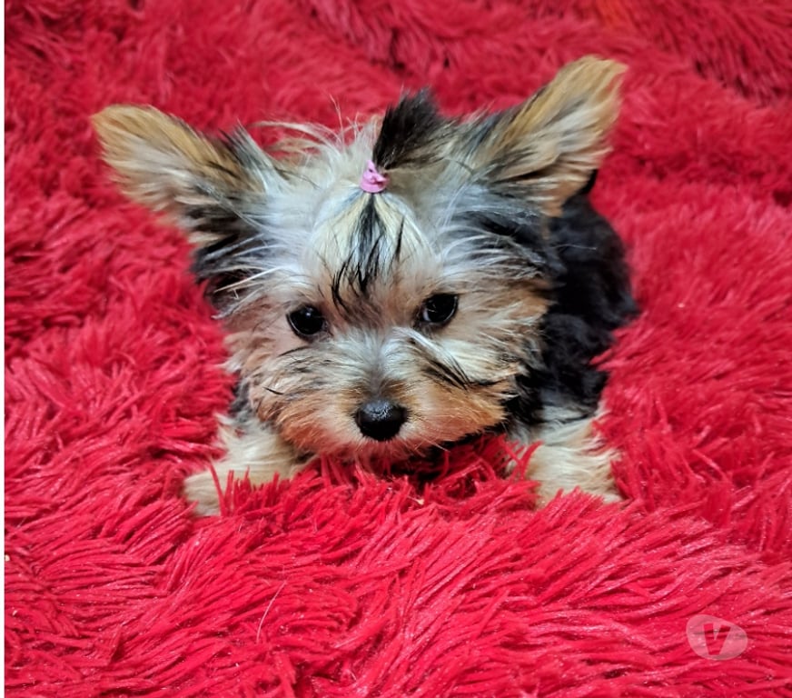 Gatos en Venta Santiago Maipú - Fotos de Yorkshire minis minis hembra