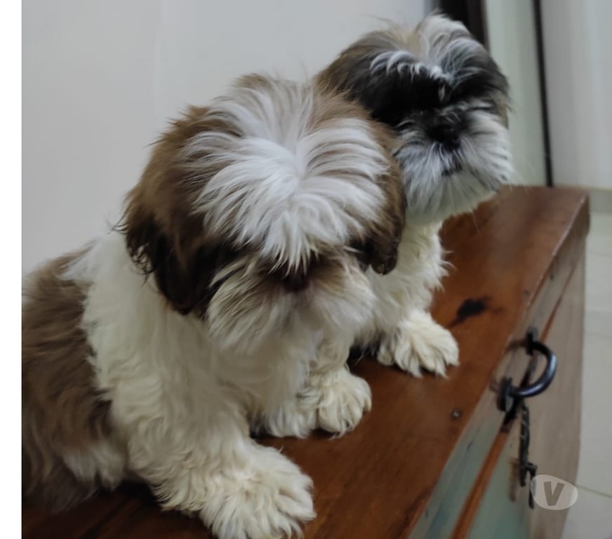 Gatos en Venta Talca Talca - Fotos de Shih Tzu Machitos Enanitos