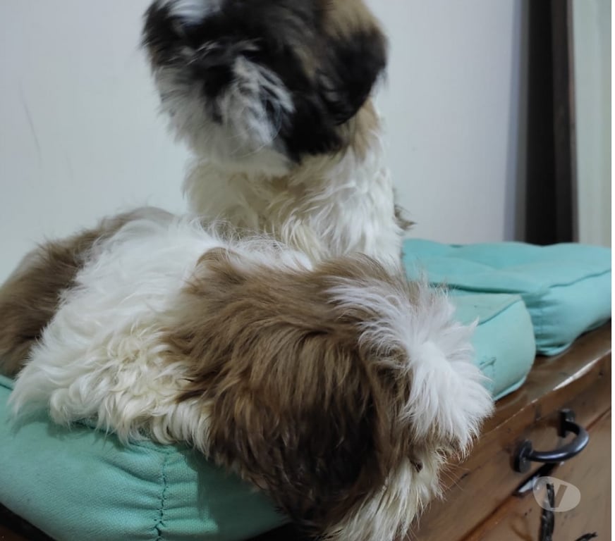 Gatos en Venta Talca Talca - Fotos de Shih Tzu Machitos Enanitos