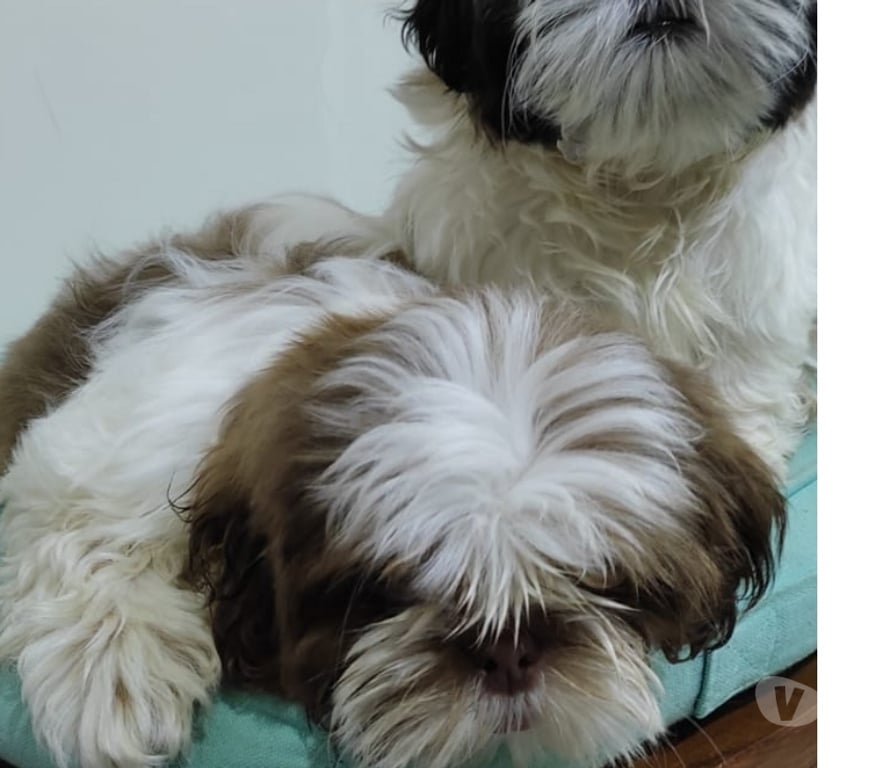 Gatos en Venta Talca Talca - Fotos de Shih Tzu Machitos Enanitos