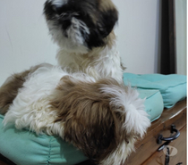 Shih Tzu Machitos Enanitos