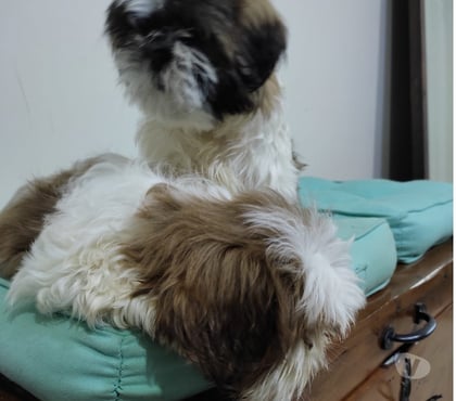 Gatos en Venta Talca Talca - Fotos de Shih Tzu Machitos Enanitos
