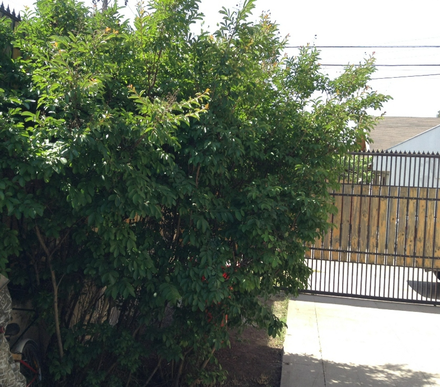 Bienes Raices Santiago Peñalolén - Fotos de Casa con Patente Comercial en Venta