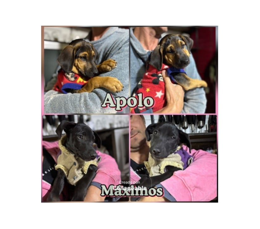 CACHORROS 2 a 3 meses, mezcla Black and Tan Coonhound
