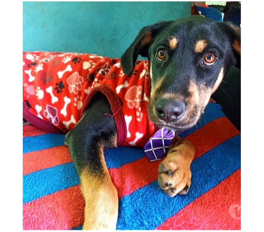 Adopción ed Animales Santiago Santiago - Fotos de Apolo, mezcla Beauceron