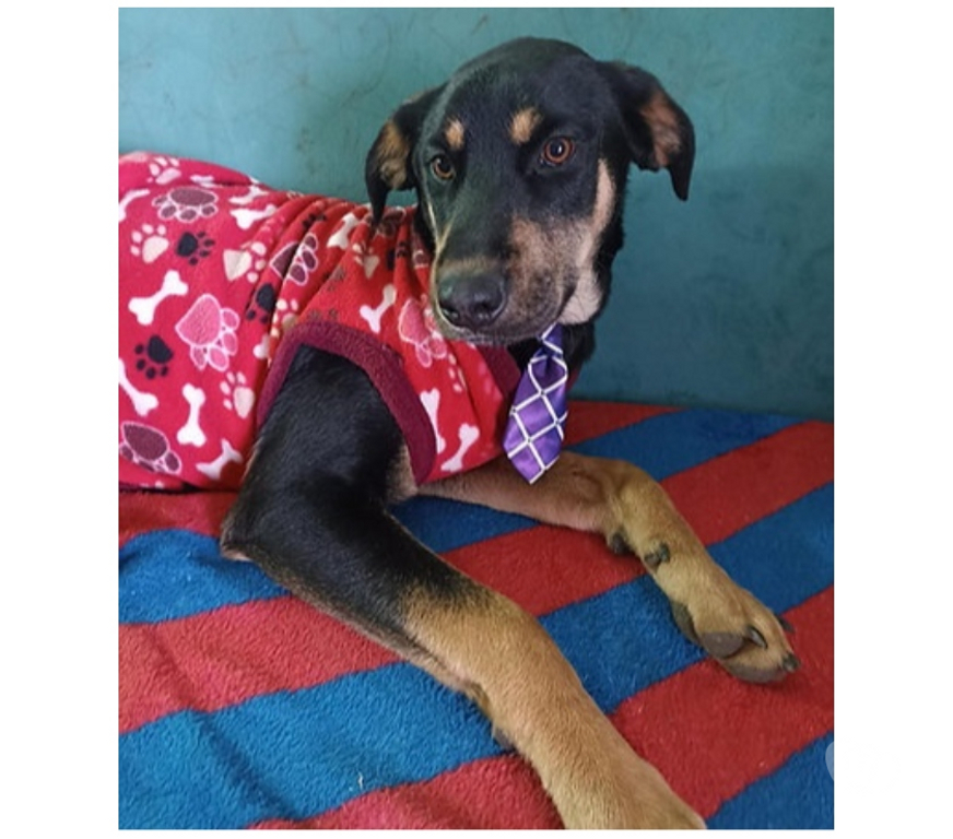 Adopción ed Animales Santiago Santiago - Fotos de Apolo, mezcla Beauceron