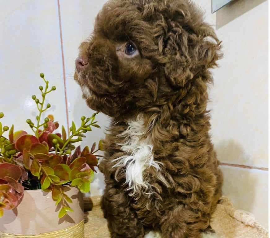 Gatos en Venta Santiago La Cisterna - Fotos de Hermosas mini toys