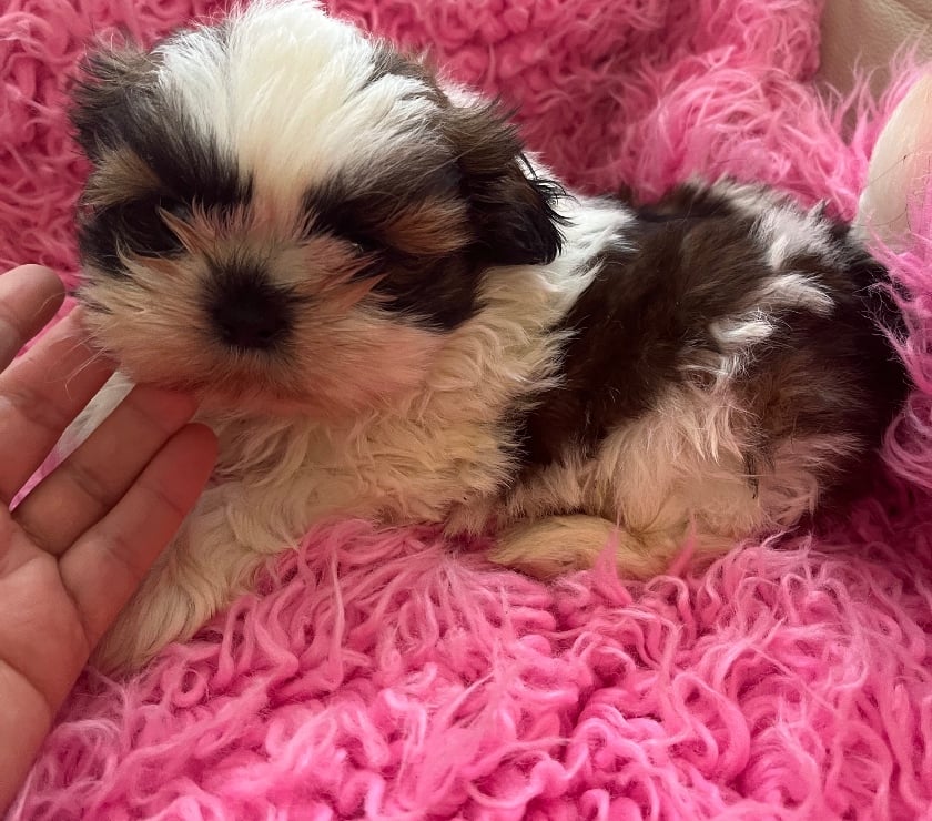 Perros en Venta Maipú Santiago - Fotos de Hermoso Shih Tzu macho