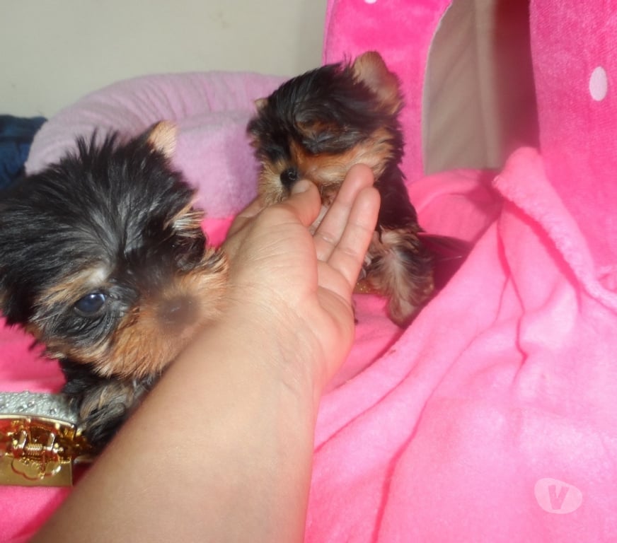 Gatos en Venta Santiago Maipú - Fotos de Vendo yorkshire ultra micro toy macho