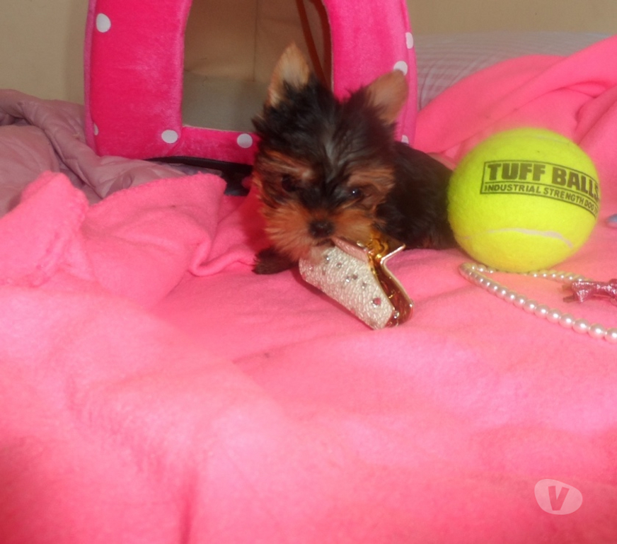 Gatos en Venta Santiago Maipú - Fotos de Vendo yorkshire ultra micro toy macho