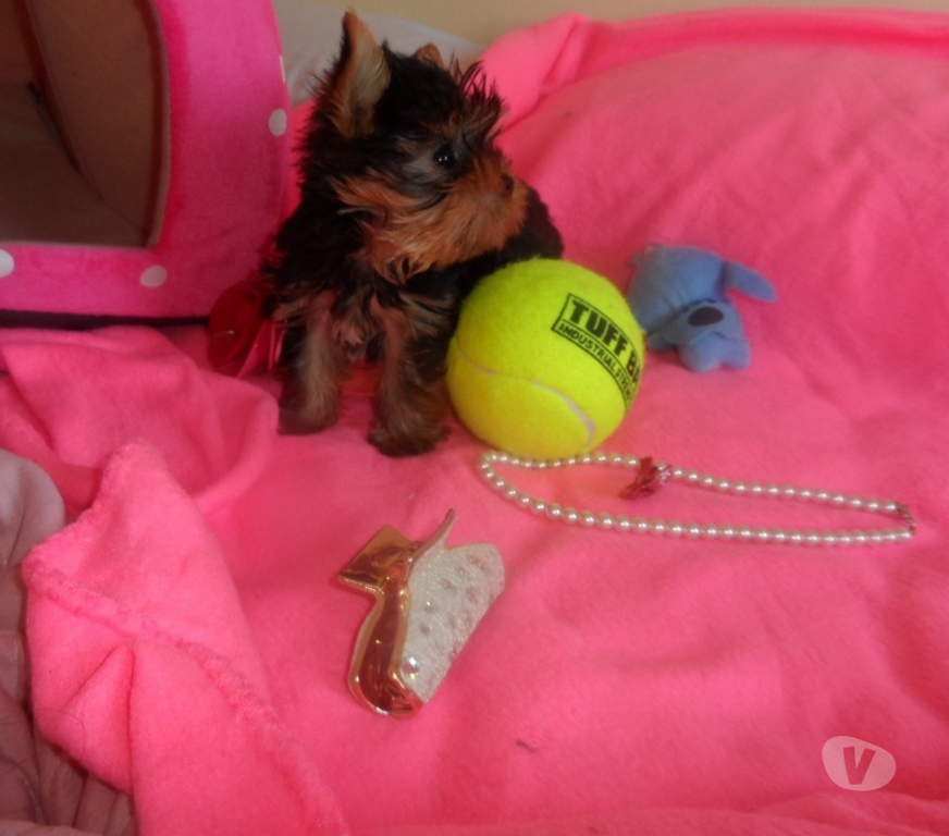 Gatos en Venta Santiago Maipú - Fotos de Vendo yorkshire ultra micro toy macho