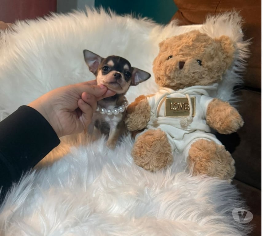 Gatos en Venta Talagante Peñaflor - Fotos de Hermosas chihuahuas ultras pequeñas