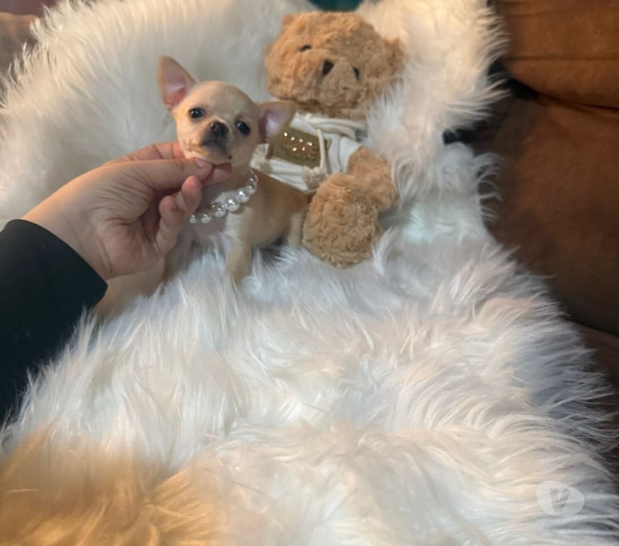 Gatos en Venta Talagante Peñaflor - Fotos de Hermosas chihuahuas ultras pequeñas
