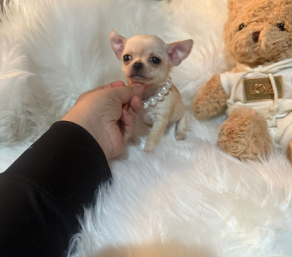 Gatos en Venta Peñaflor Talagante - Fotos de Hermosas chihuahuas ultras pequeñas