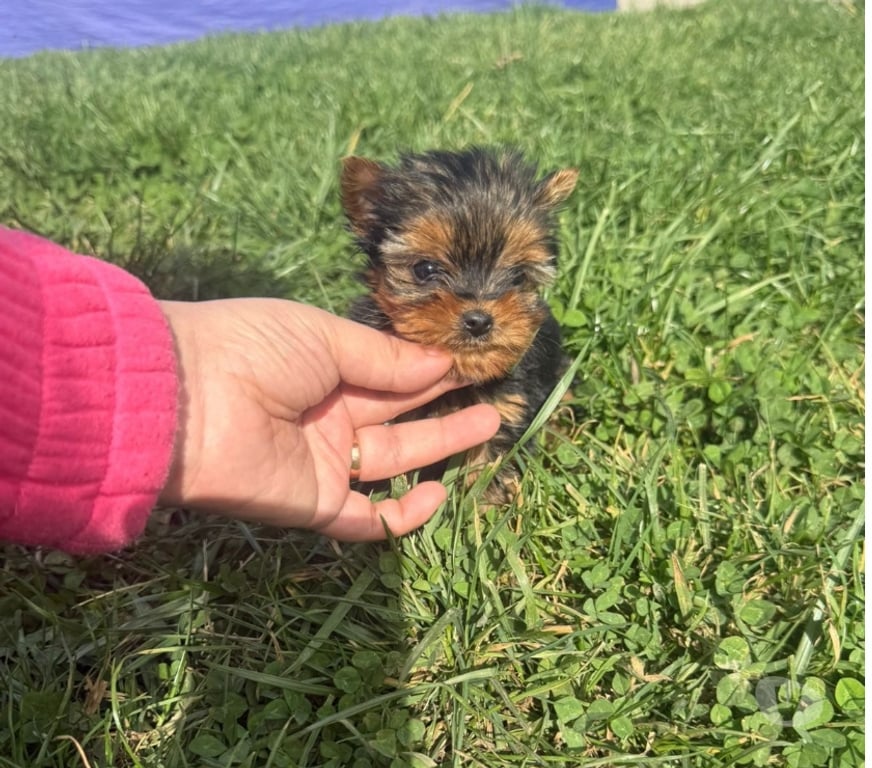 Gatos en Venta Talagante Peñaflor - Fotos de Pequeñas yorkshire de bolsillo ultra pequeñas