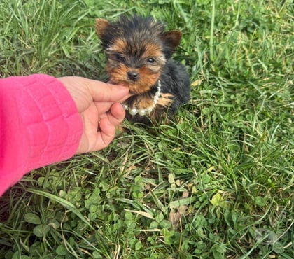 Mascotas en Venta Peñaflor Talagante - Fotos de Pequeñas yorkshire de bolsillo ultra pequeñas