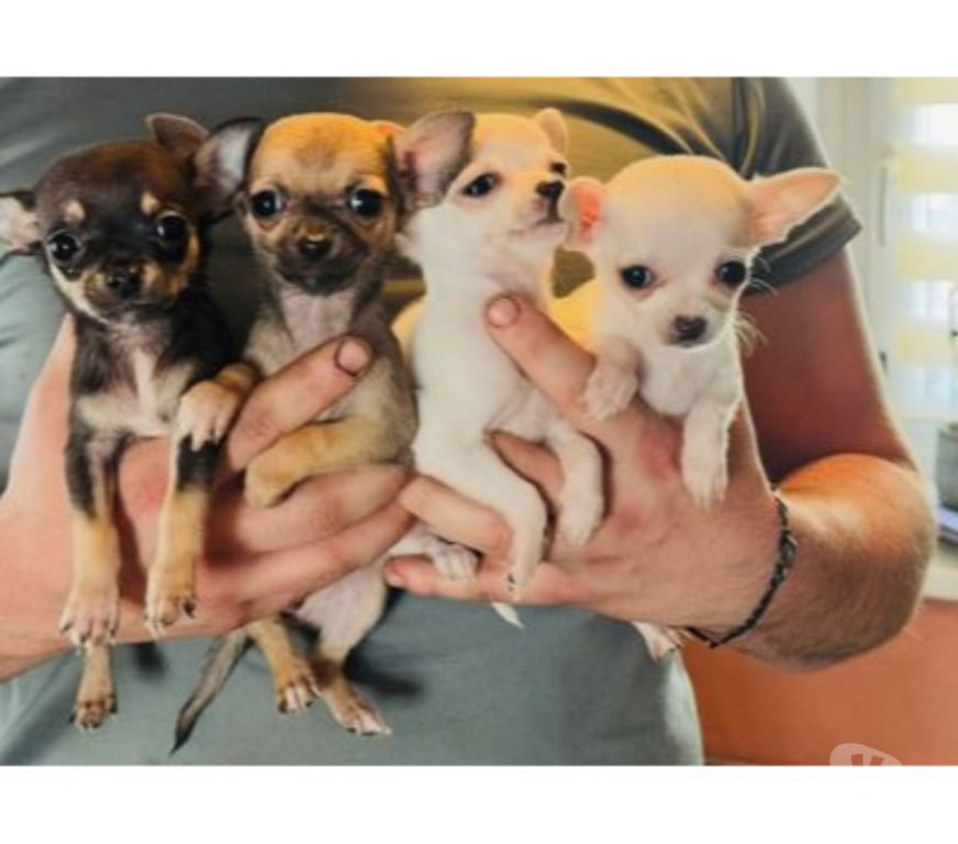 Gatos en Venta Talca Empedrado - Fotos de Hermosos chihuahuas socializados: una hembra y seis machos.