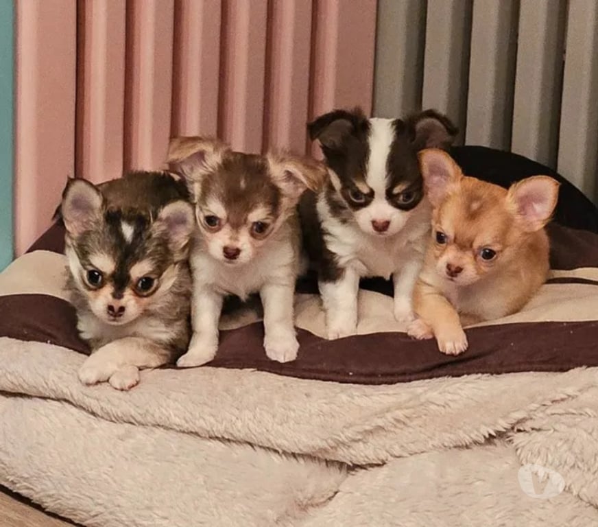 Gatos en Venta Talca Empedrado - Fotos de Hermosos chihuahuas socializados: una hembra y seis machos.