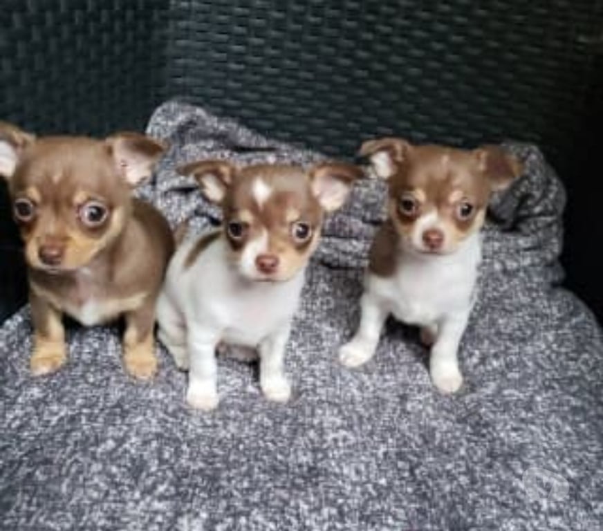Gatos en Venta Talca Empedrado - Fotos de Hermosos chihuahuas socializados: una hembra y seis machos.