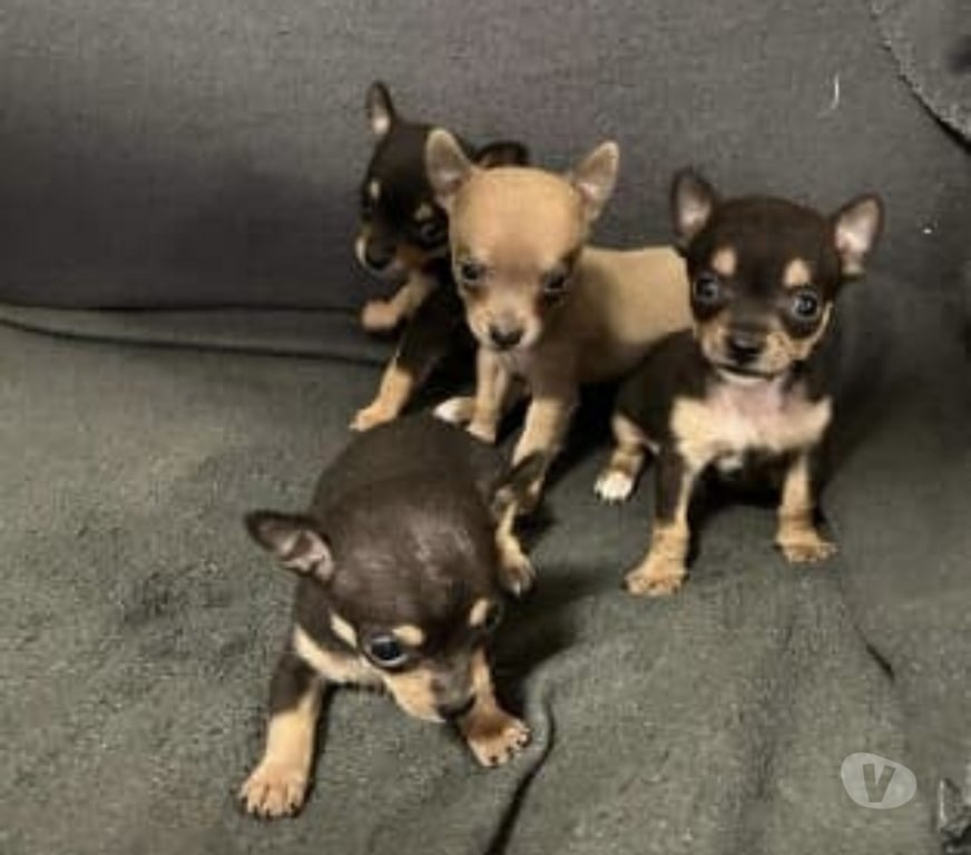 Gatos en Venta Talca Empedrado - Fotos de Hermosos chihuahuas socializados: una hembra y seis machos.