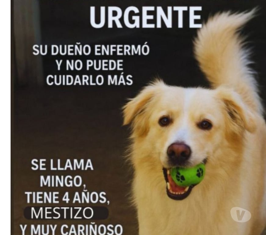 Adopción ed Animales Santiago Macul - Fotos de Perrito mestizo 4 años