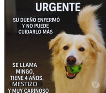 Perrito mestizo 4 años