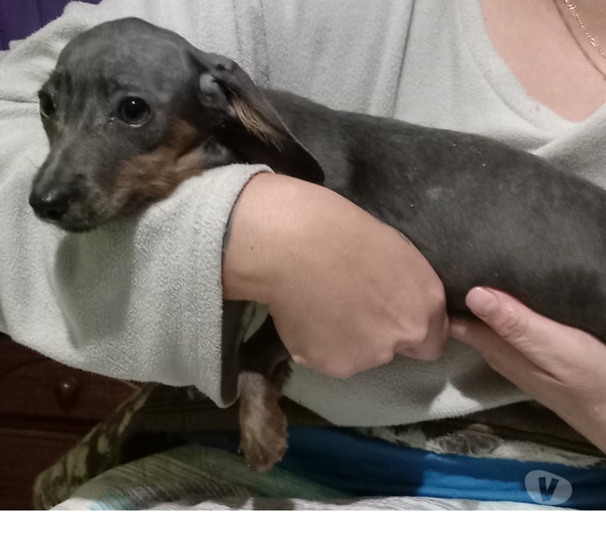 Gatos en Venta Llanquihue Frutillar - Fotos de Salchicha mini gris