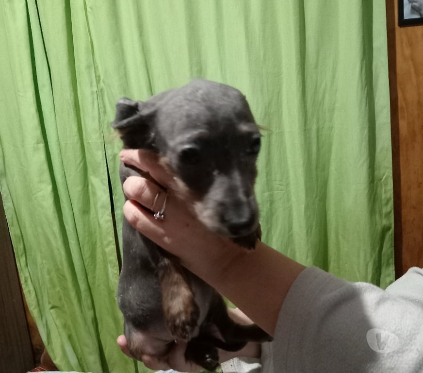 Gatos en Venta Llanquihue Frutillar - Fotos de Salchicha mini gris