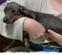 Salchicha mini gris
