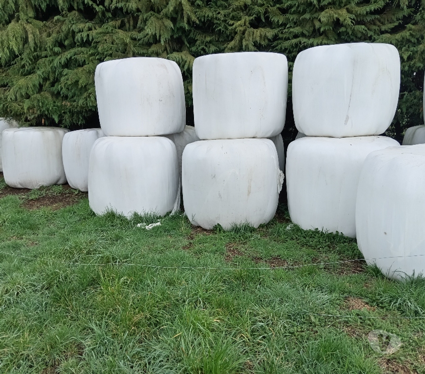 Insumos Agrícolas Llanquihue Frutillar - Fotos de Bolos pradera natural