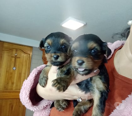 Mascotas en Venta Independencia Santiago - Fotos de CamadaYorkshire
