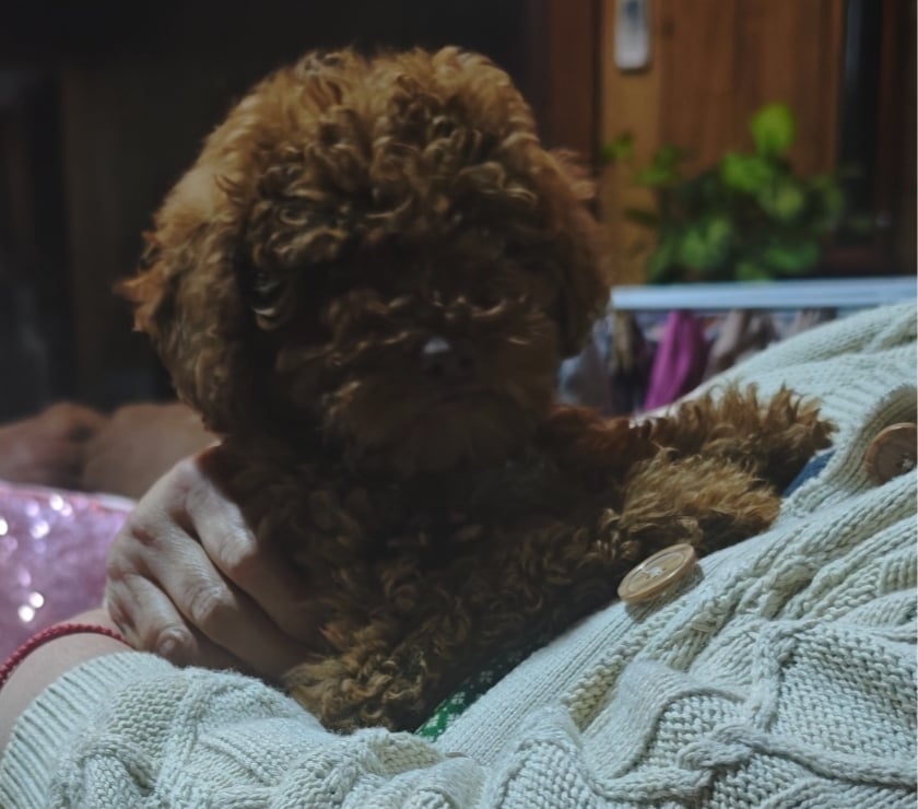Hermoso poodles rojo