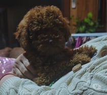 Hermoso poodles rojo